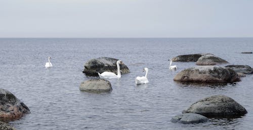 Four White Swan on Seawater Surrounded by Rocks