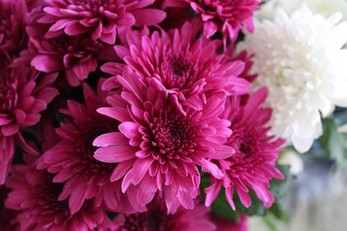 Close-up Photography of Pink Chrysanthemum Flowers