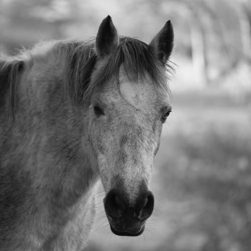 Horse Head Grayscale Photo