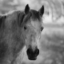 一匹黑白马在自然户外环境中的特写肖像