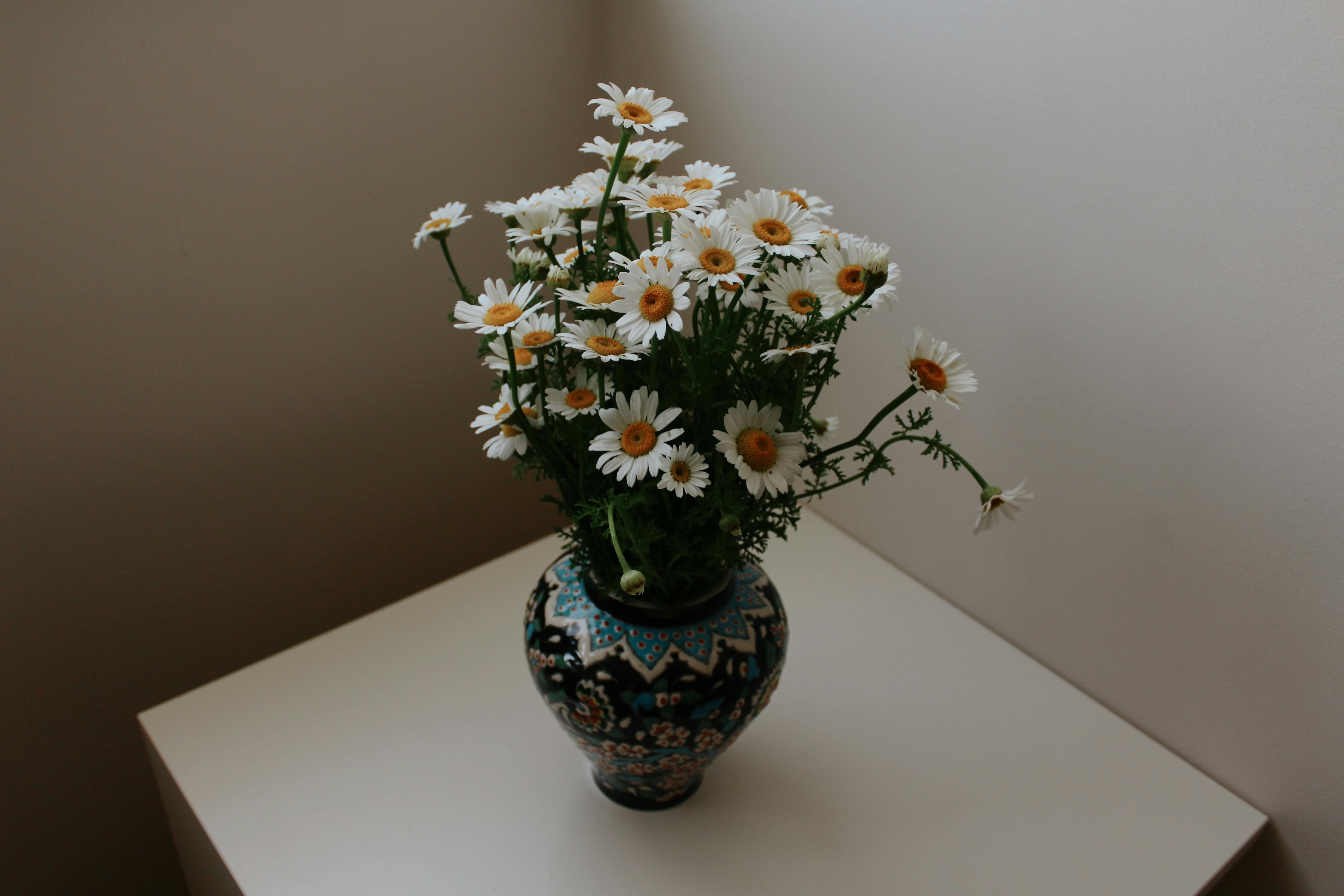 Free A beautifully crafted vase filled with fresh daisies, set in a minimalist indoor setting. Stock Photo