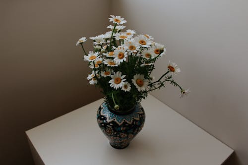 Daisies in a Flower Vase