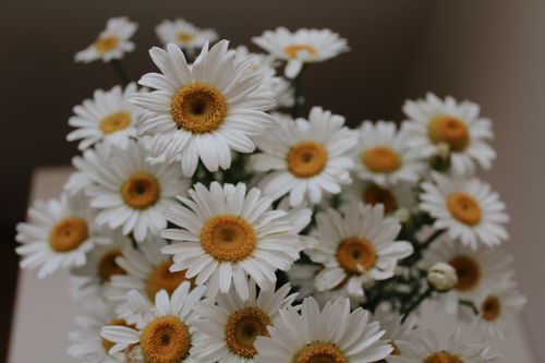 Free A close-up shot of fresh white daisies with yellow centers, showcasing natural beauty. Stock Photo