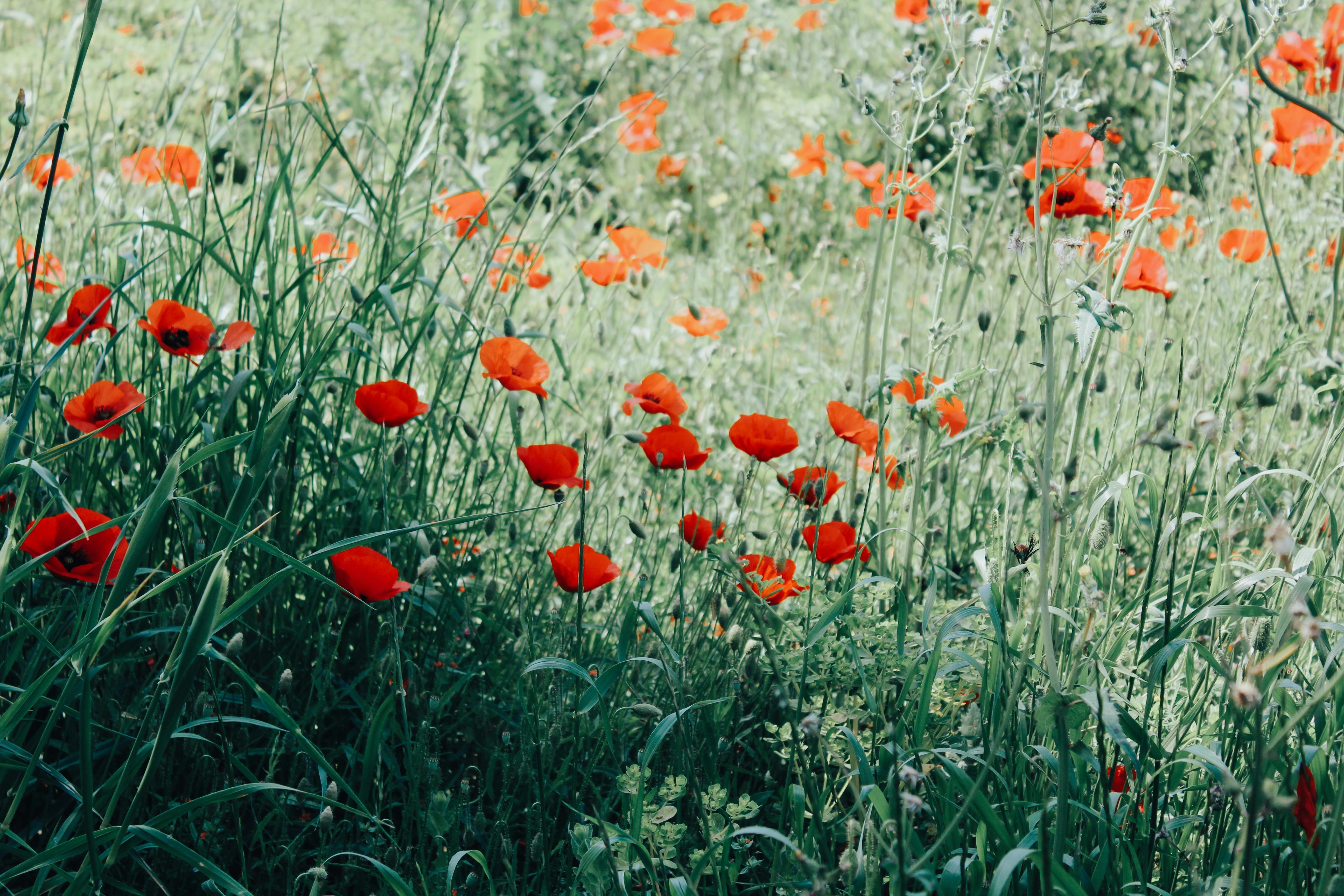 Red Flowers on Green Grass Field · Free Stock Photo