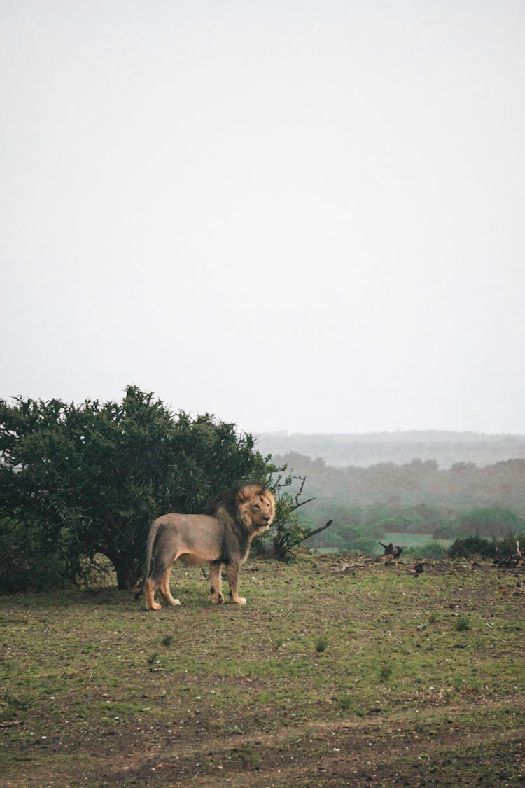 Lion Near Bush