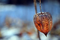 秋日阳光下户外悬挂的酸浆果的详细图像