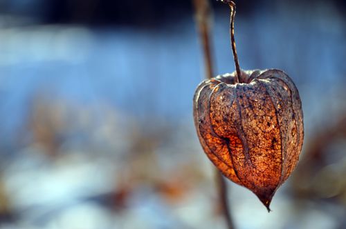Free Detailed image of a physalis fruit hanging outdoors in fall sunlight. Stock Photo