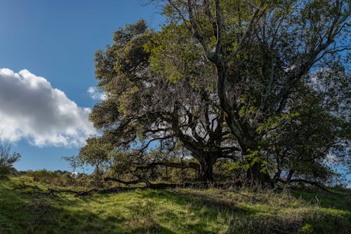 A Big Tree in the Forest