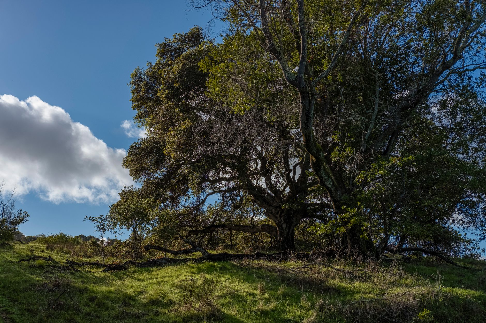 Handyman live oak in Yuba City in Yuba City