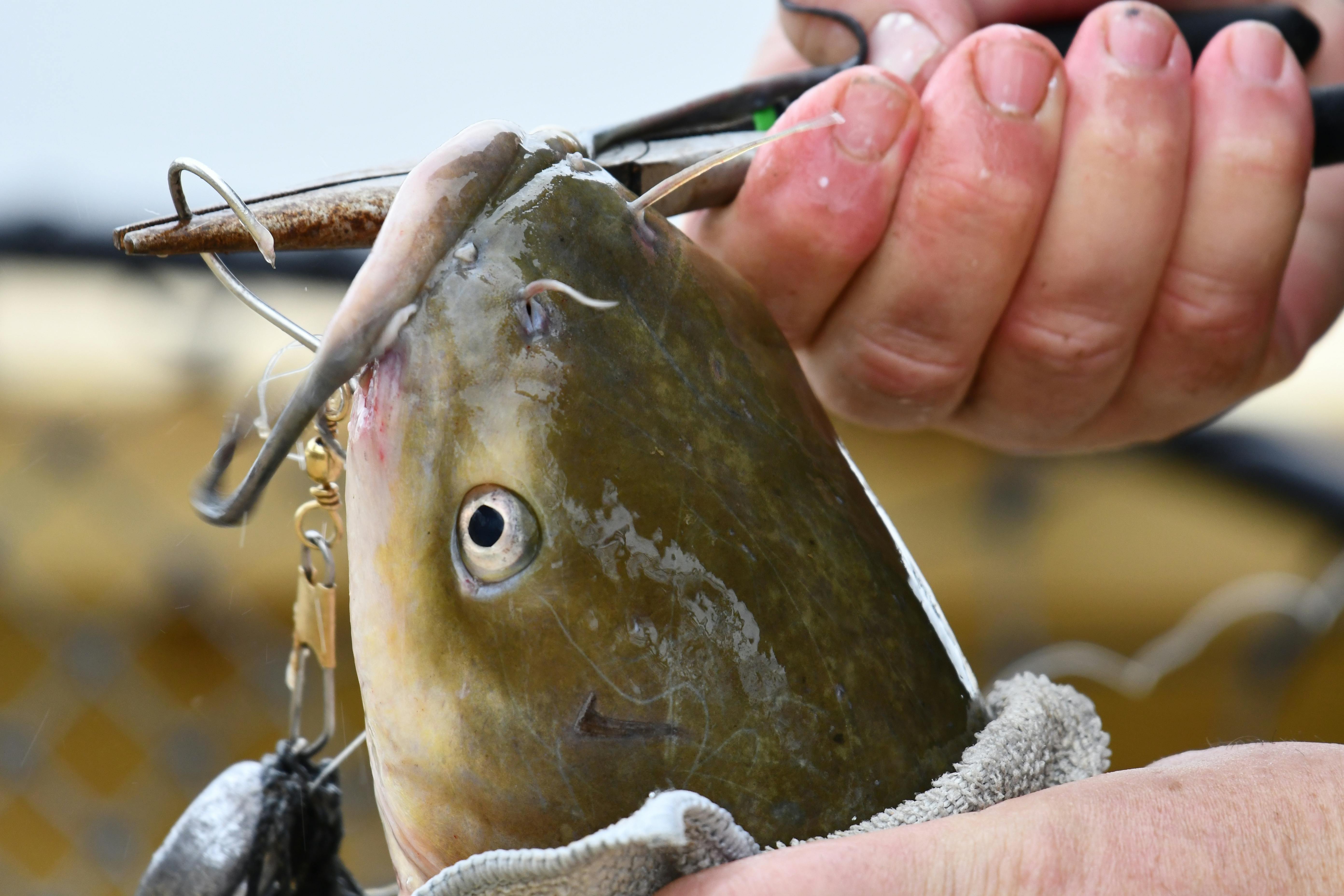 A Close-Up Shot of a Person Removing a Fish Hook from the Mouth of