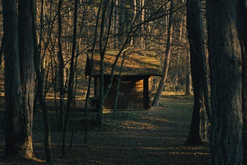 A Cabin in a Dark Forest