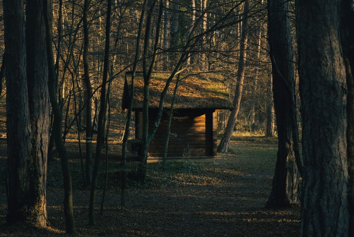 Cabin nestled into a hillside forest setting demonstrating thoughtful site placement among natural terrain