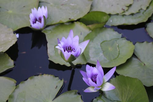 Purple Lotus Flower on Water