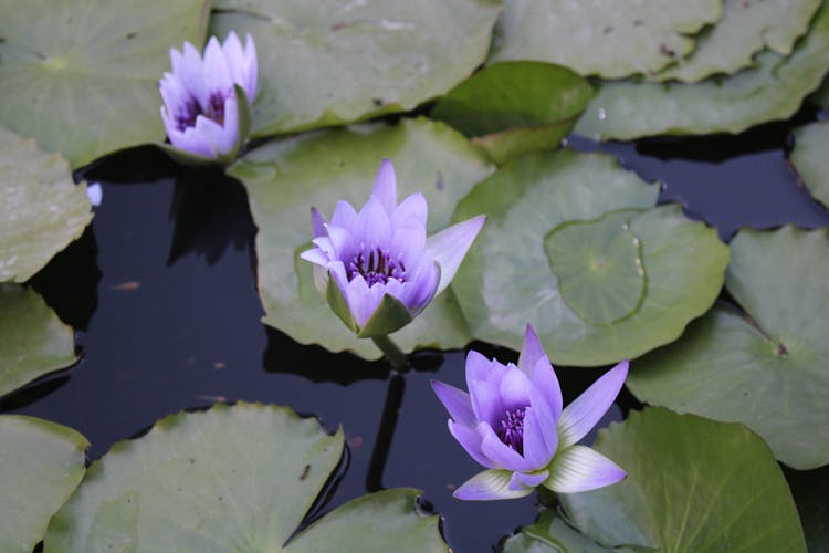  Blue Egyptian Lotus Flowers