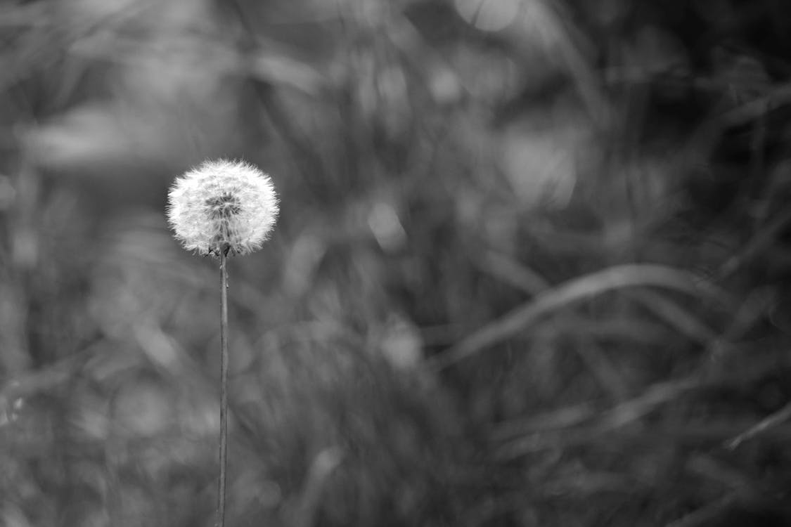 Greyscale Photo of Dandelion Seed