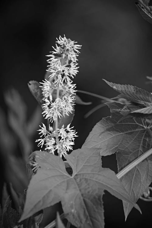 Greyscale Photography of Clustered Flowers