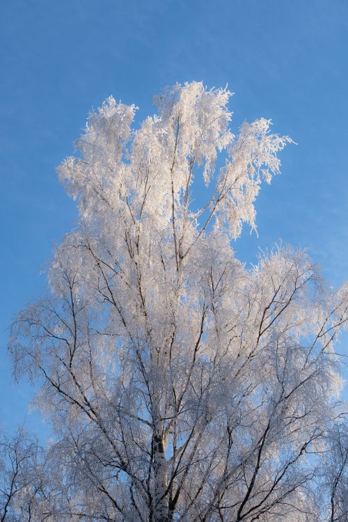 Free A frost-covered birch tree reaching into a clear blue winter sky. Stock Photo