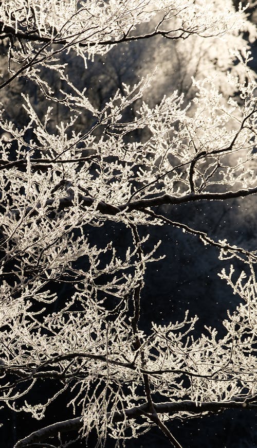 Fotos de stock gratuitas de árbol, clima helado, congelado