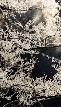 Frost-covered tree branches creating a monochrome winter scene in nature.