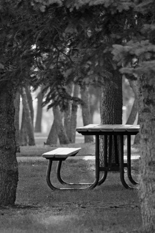 Free A serene black and white image of a picnic table in a wooded park setting. Stock Photo