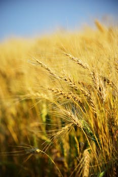 在阳光明媚的乡村田野里，充满活力的麦秆捕捉到了夏季农业的精髓