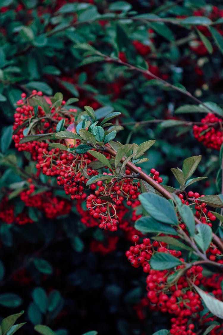 Close-up Firethorn Berries