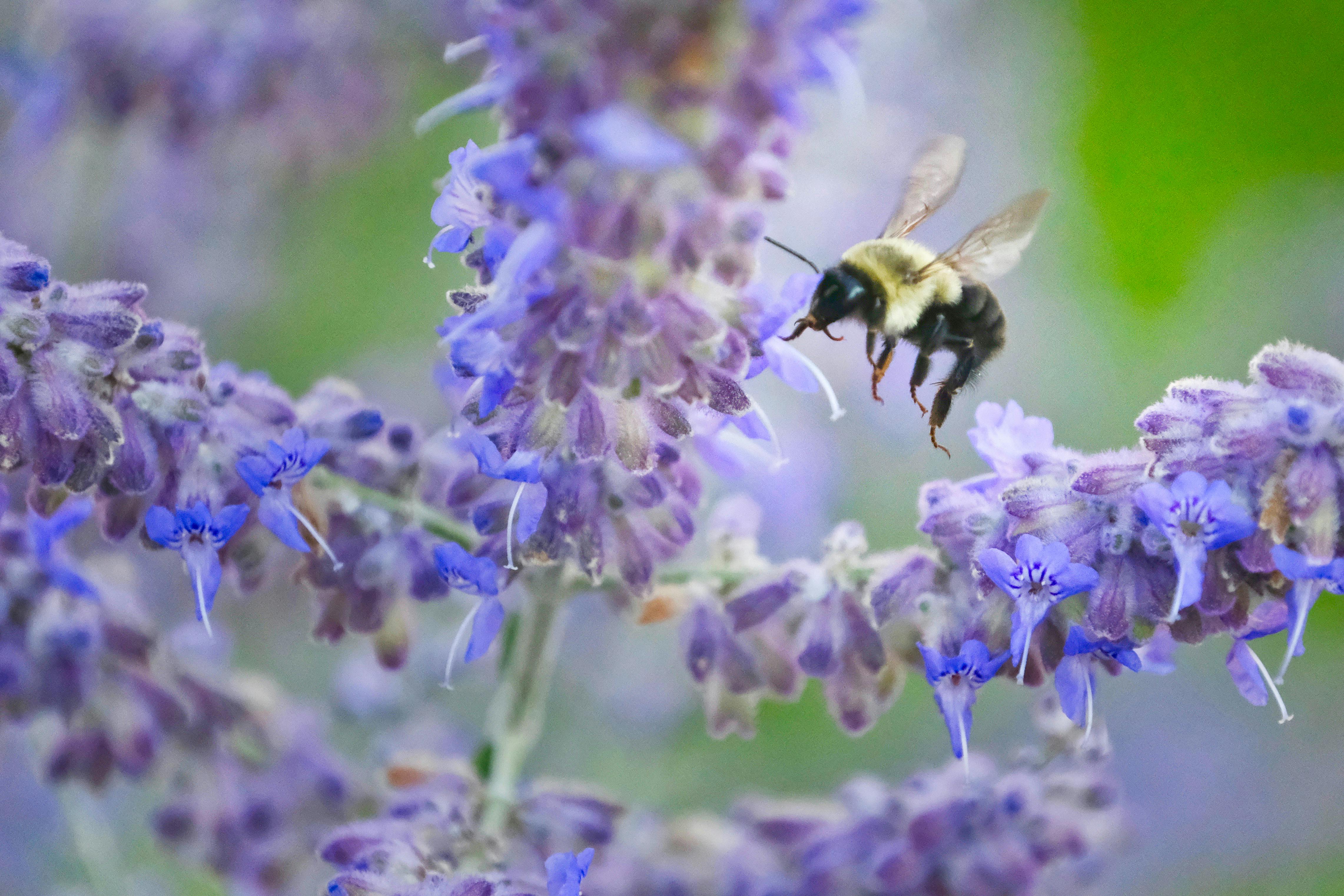 Free stock photo of bee, Bee Landing, Russian Sage