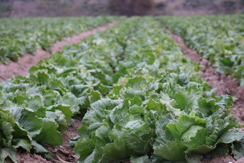 Free Green Lettuce on Brown Soil Stock Photo