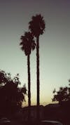 Free Бесплатное стоковое фото с пальма, пальмовые деревья, серое небо Stock Photo