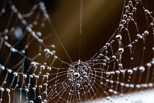 Detailed macro shot of a spider web adorned with dew droplets, showcasing natural beauty in England.