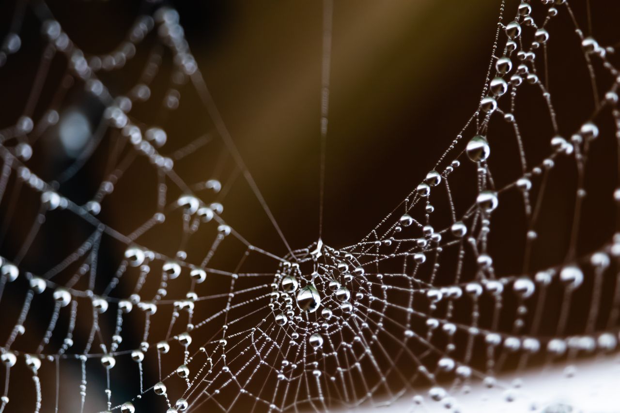 detailed macro shot of a spider web adorned with dew droplets showcasi