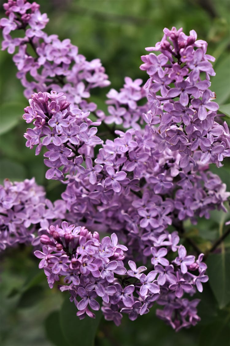 Close-up Of Lilac Flowers