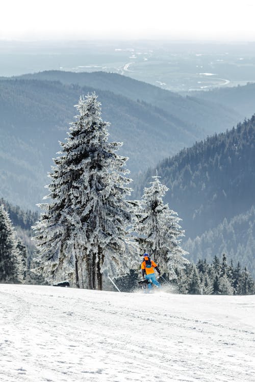 Free Person in Orange Jacket Riding on Snow Board Near Green Pine Trees Stock Photo