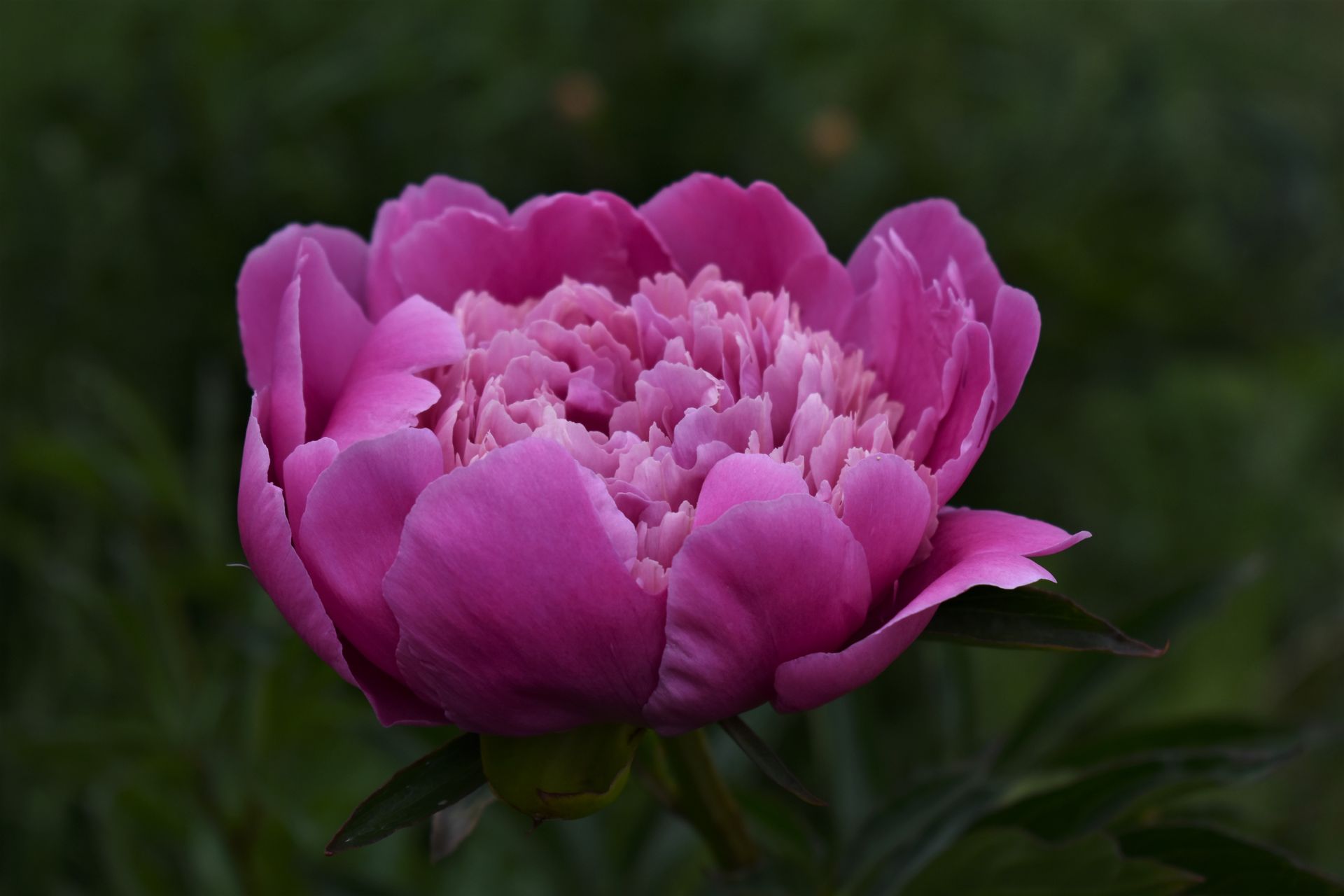 Close-up of a vibrant pink peony flower in full bloom, showcasing its delicate petals.