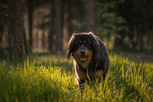 無料 草の中を歩く茶色の犬 写真素材