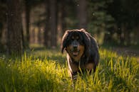 在温暖的日光下，一只藏獒在郁郁葱葱的夏季森林中散步