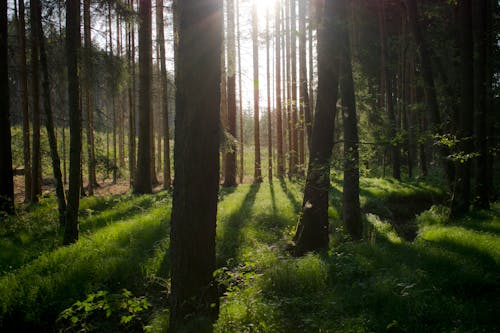 Free stock photo of forest, setting sun, trees Stock Photo