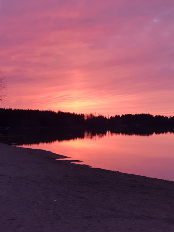 Silhouette of Trees during Sunset