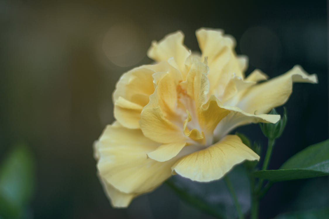 бесплатная Белый и желтый цветок с лепестками Стоковое фото