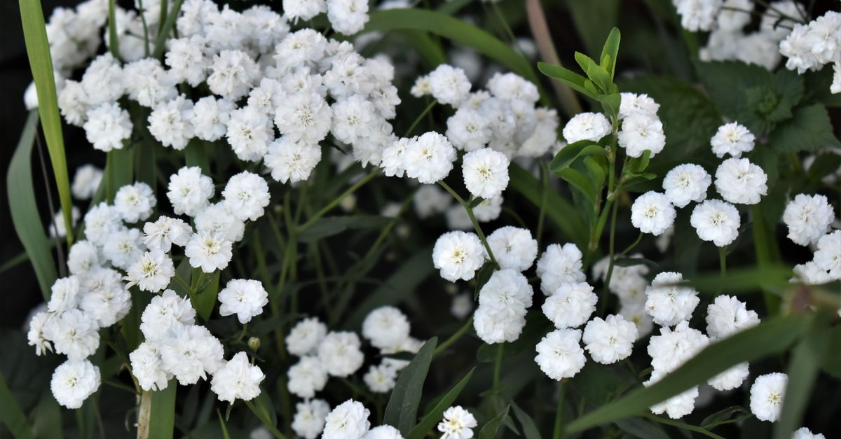 Gypsophile : Guide Culture et Entretien Facile