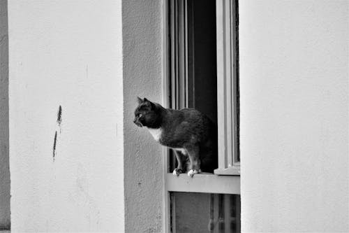 Grayscale Photo of Cat on Window