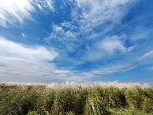 Low-Angle Shot of Grass Field under the Cloudy Blue Sky