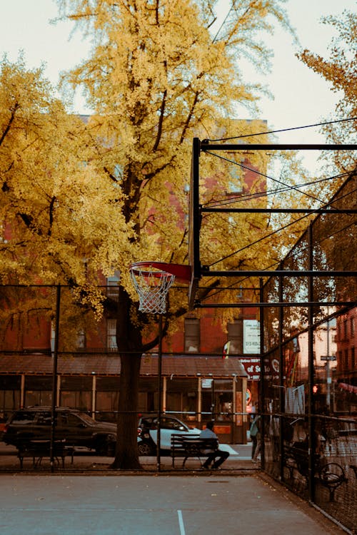 Autumn Tree Growing in a Fenced Basketball Court