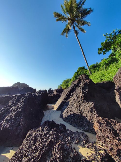 Foto stok gratis batu besar, cantik alami, daun hijau gelap