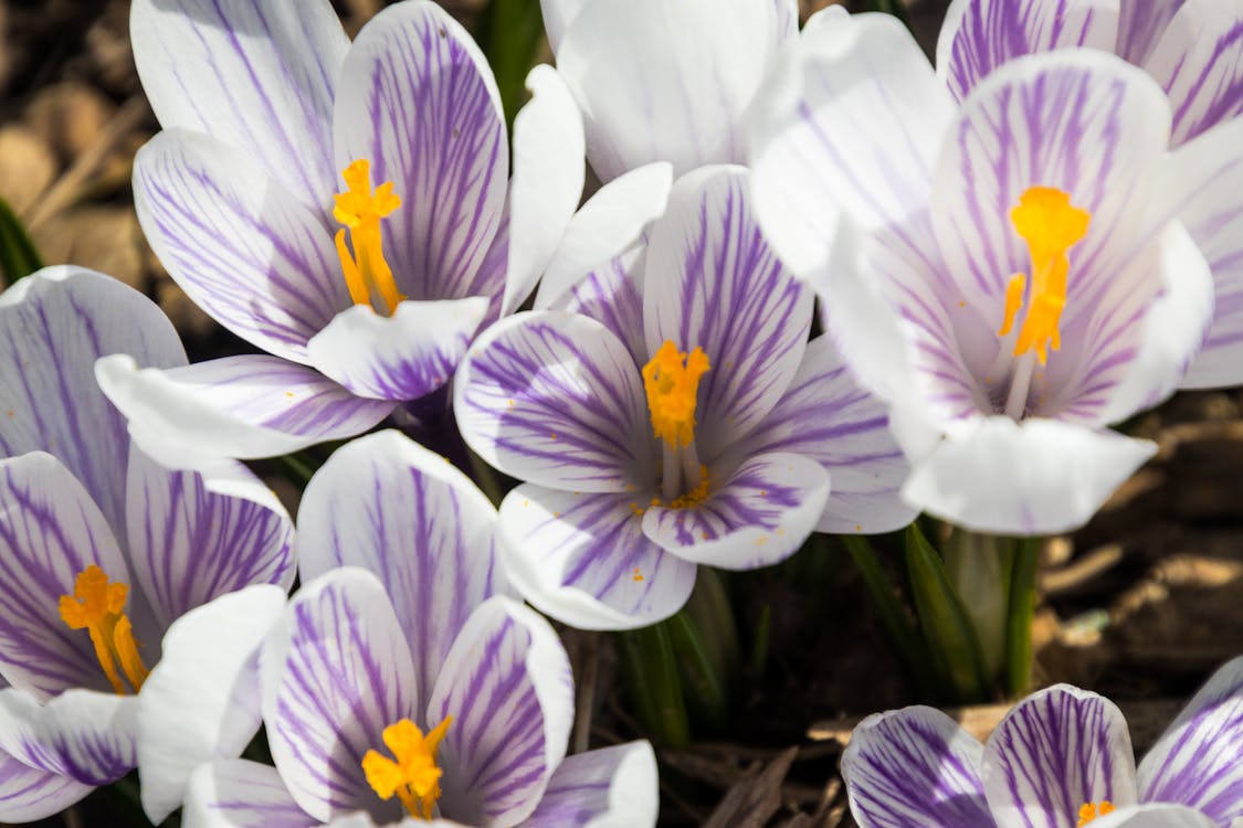 Free stock photo of bloom, crocus, flowers