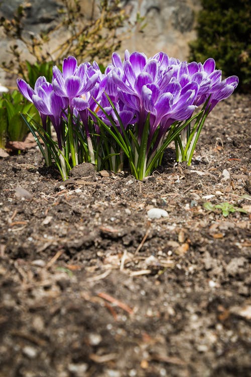 Darmowe zdjęcie z galerii z fioletowy, krokus, kwiaty