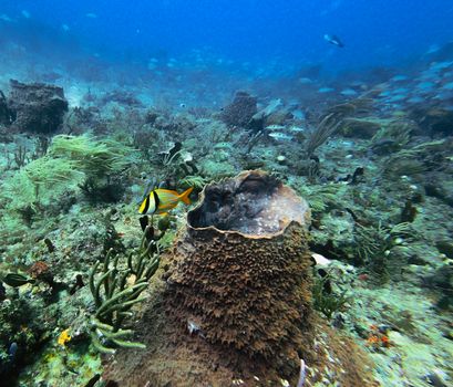 A lively underwater scene showcasing a colorful coral reef habitat filled with diverse marine life.