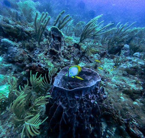 คลังภาพถ่ายฟรี ของ การถ่ายภาพใต้น้ำ, ชีวิตทางทะเล, ทะเล