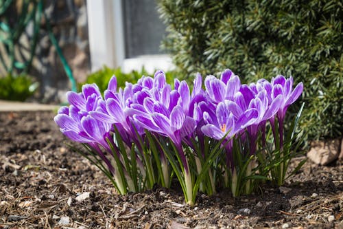 Close-up Photo of Purple Crocus Flowers