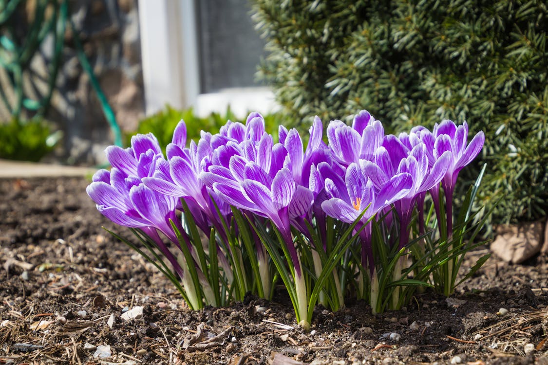 Foto Del Primo Piano Dei Fiori Viola Del Croco